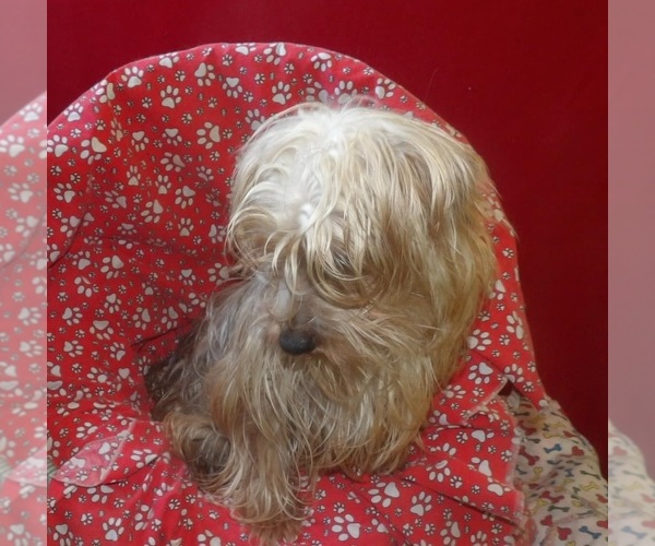 Medium Photo #4 Yorkshire Terrier Puppy For Sale in PATERSON, NJ, USA