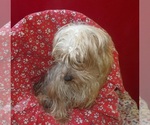 Small #3 Yorkshire Terrier