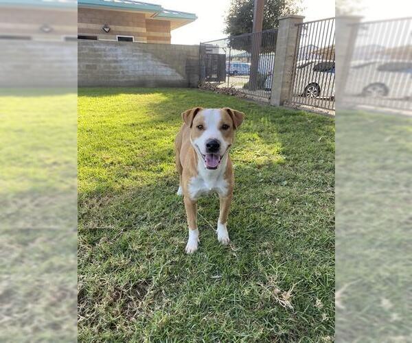 Medium Photo #2 Mutt Puppy For Sale in Riverside, CA, USA
