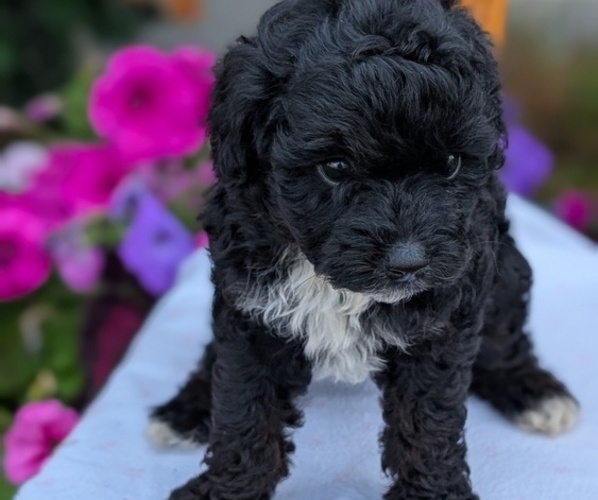 Medium Photo #9 Maltipoo (Toy) Puppy For Sale in GOSHEN, IN, USA