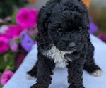 Small #8 Maltipoo (Toy)