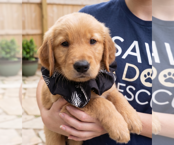 Medium Photo #4 Golden Retriever Puppy For Sale in Grovertown, IN, USA