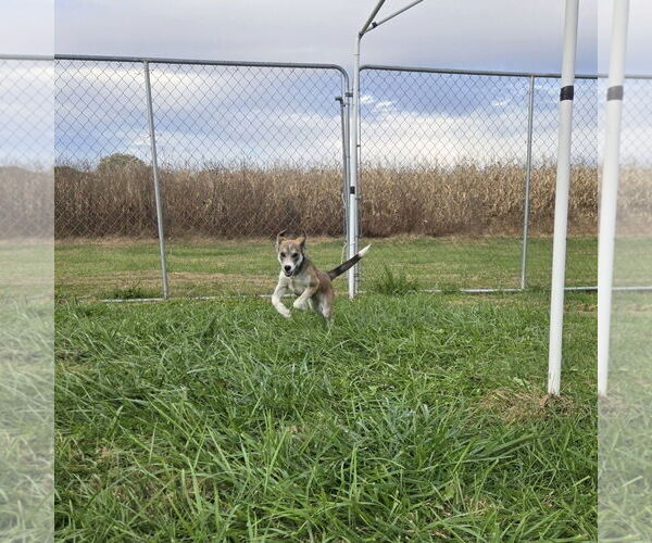 Medium Photo #2 Mutt Puppy For Sale in Columbus, IN, USA