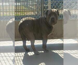 American Staffordshire Terrier-Unknown Mix Dogs for adoption in Camarillo, CA, USA