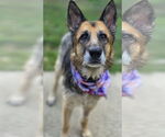 Small #3 German Shepherd Dog Mix