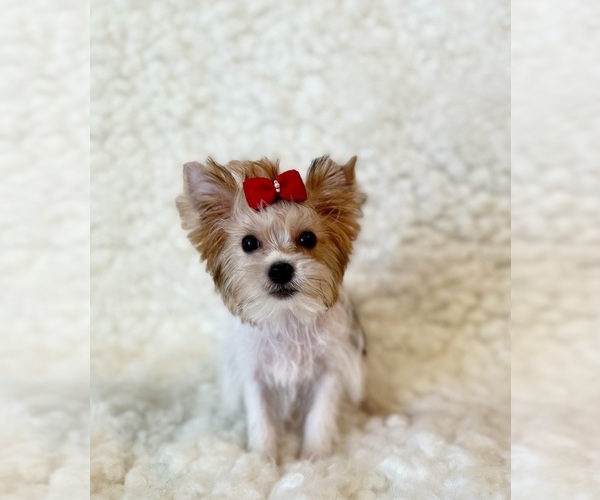 Medium Photo #4 Yorkshire Terrier Puppy For Sale in REDLANDS, CA, USA