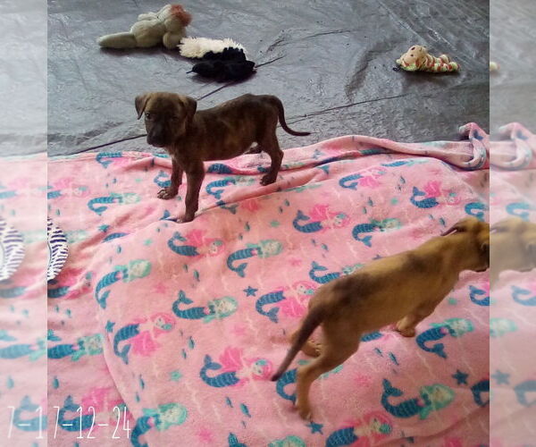 Medium Photo #17 Mutt Puppy For Sale in Apple Valley, CA, USA