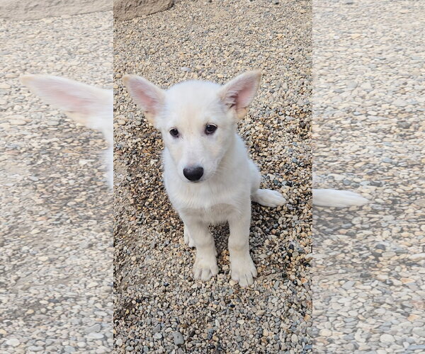 Medium Photo #2 Mutt Puppy For Sale in Estherville, IA, USA