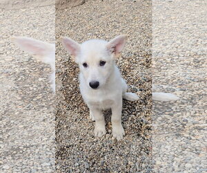 Brioche - Female Mutt Dog for Adoption - Photo #2