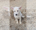 Small #1 Mutt