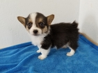 Small Photo #4 Pembroke Welsh Corgi Puppy For Sale in CLARK, MO, USA