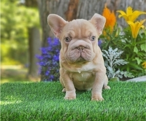 French Bulldog Puppy for sale in INDIANAPOLIS, IN, USA