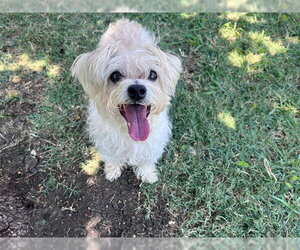 Maltese-Unknown Mix Dogs for adoption in Plano, TX, USA