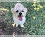 Small Maltese Mix
