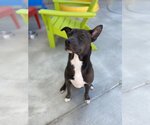 Small Photo #1 American Pit Bull Terrier-Labrador Retriever Mix Puppy For Sale in Lacombe, LA, USA