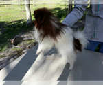 Small Photo #21 Pomeranian Puppy For Sale in PALM BCH GDNS, FL, USA