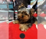 Small Photo #2 Yorkshire Terrier Puppy For Sale in VALRICO, FL, USA