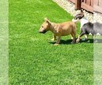 Small #7 Miniature Bull Terrier