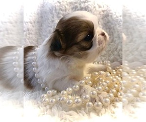 Japanese Chin Puppy for sale in DAVISVILLE, MO, USA