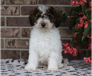 Poodle (Miniature) Puppy for sale in FREDERICKSBG, OH, USA