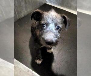 Miniature Schnauzer-Unknown Mix Dogs for adoption in San Antonio, TX, USA