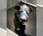 Small Miniature Schnauzer Mix