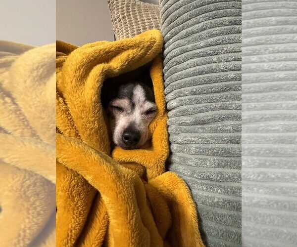 Medium Photo #9 Chihuahua Puppy For Sale in San Diego, CA, USA