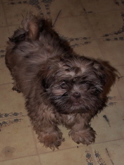 ShiChi Puppy for sale in BUFFALO, NY, USA