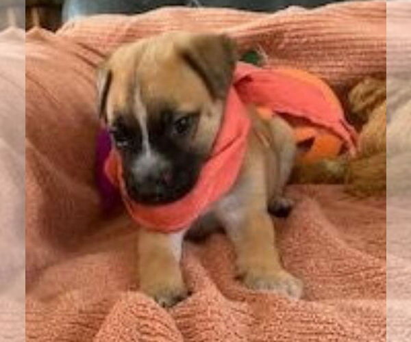 Medium Photo #4 German Shepherd Dog-Unknown Mix Puppy For Sale in Lakewood, CO, USA