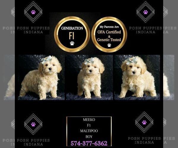 Medium Photo #125 Maltipoo Puppy For Sale in WARSAW, IN, USA