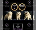 Small #5 Maltipoo
