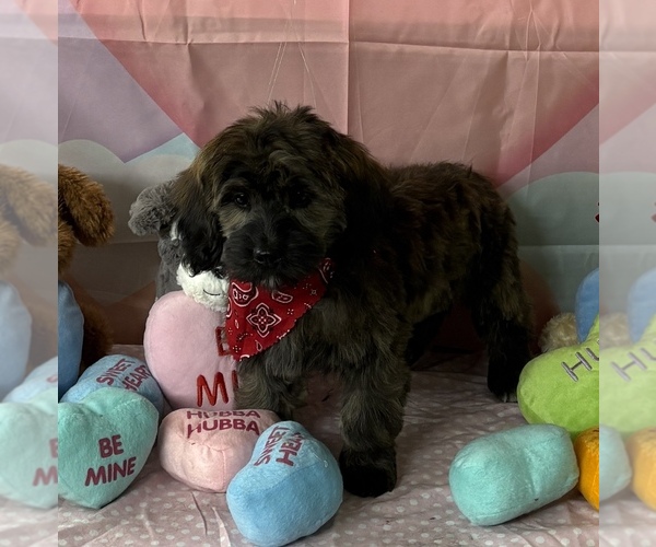 Medium Photo #1 Goldendoodle-Shih Tzu Mix Puppy For Sale in KLONDIKE, TX, USA
