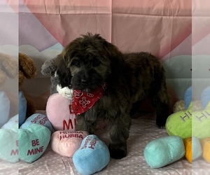 Goldendoodle-Shih Tzu Mix Puppy for sale in KLONDIKE, TX, USA