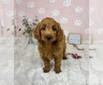 Small #4 Goldendoodle mix (+ Poodle Miniature)