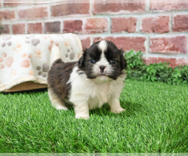 Medium Photo #2 Shih Tzu Puppy For Sale in SYRACUSE, IN, USA