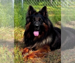 Father of the German Shepherd Dog puppies born on 06/07/2025