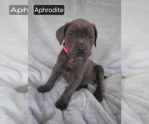 Cane Corso Puppy for sale in MINERAL WELLS, WV, USA