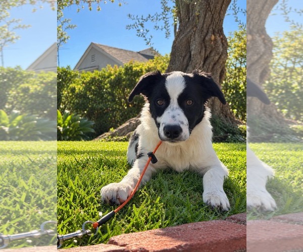 Medium Photo #3 Border Collie Puppy For Sale in Menifee, CA, USA