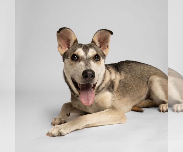 Medium Photo #1 Siberian Husky-Unknown Mix Puppy For Sale in Rowlett, TX, USA