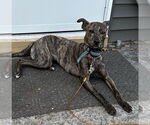 Small #6 Mountain Cur-Whippet Mix