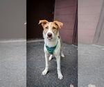 Small #2 Mutt