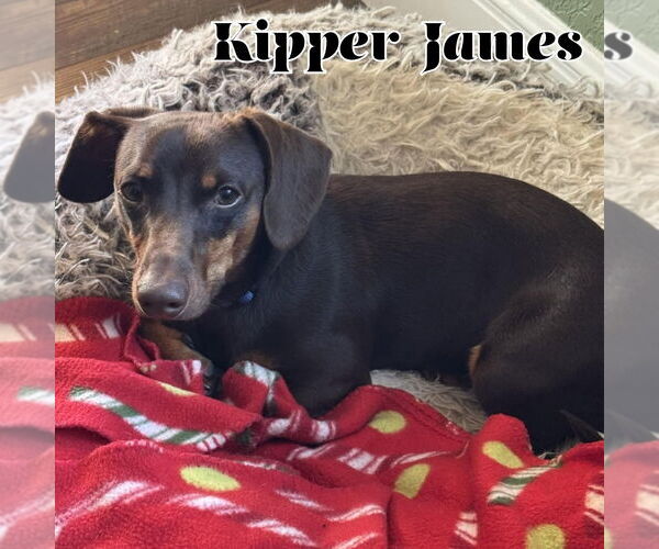 Medium Photo #7 Dachshund Puppy For Sale in San Antonio, TX, USA