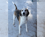 Small #10 Mutt