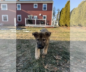 German Shepherd Dog Puppy for sale in BROCKTON, MA, USA