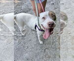 Small #11 American Staffordshire Terrier-Labrador Retriever Mix