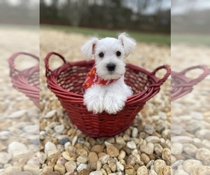 Schnauzer (Miniature) Puppy for sale in LINCOLNTON, NC, USA