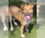 Small Carolina Dog Mix