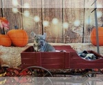 Small Photo #15 French Bulldog Puppy For Sale in ROSEVILLE, CA, USA