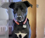 Small #4 Labrador Retriever Mix