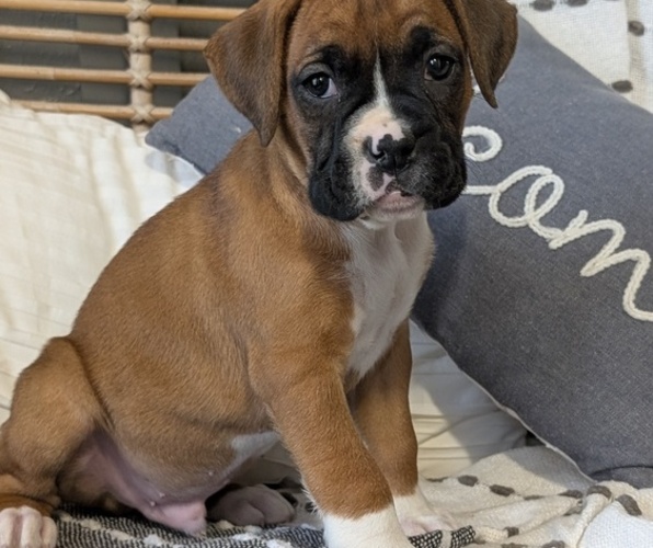 Medium Photo #51 Boxer Puppy For Sale in GOSHEN, IN, USA